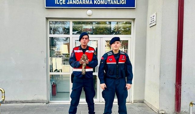 Jandarma ekipleri yaralı olarak buldukları şahine nefes oldu