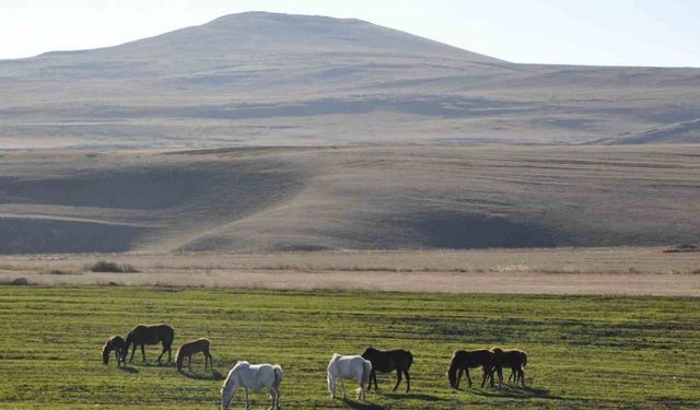 Kars’ta yılkı atları görüntülendi