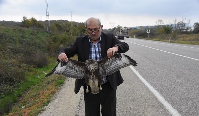 Sinop’ta otomobile çarpan atmaca telef oldu