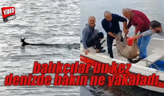 Balıkçılar bu kez denizden karaca yakaladı