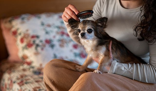 Köpeklerin Günlük Bakımında Önemli Detaylar