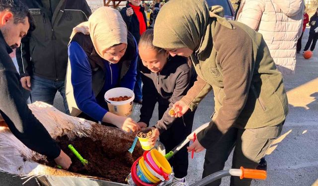 Anamur’da ceviz tohumları toprakla buluşturuldu