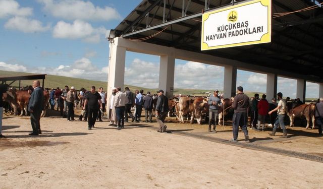 Bayburt’taki hayvan pazarlarında şap karantinası