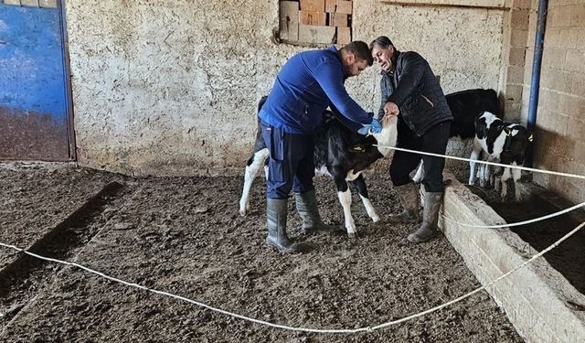 Büyük ve küçükbaş hayvanlara aşılama çalışması yapıldı