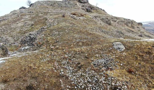 Elazığ’daki Palu Kalesi’nde dağ keçileri dronla havadan görüntülendi