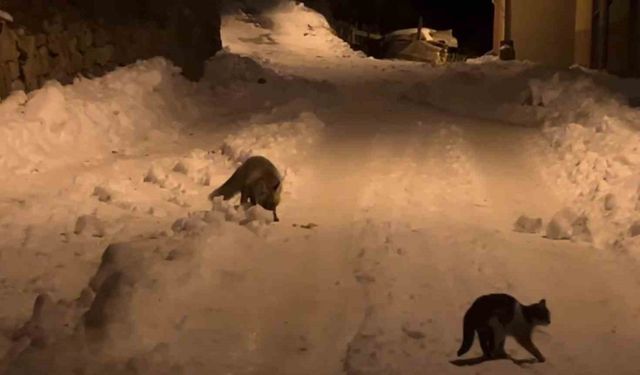 Gümüşhane’de aç kalan tilkiden sonra aç kalan ayılar da şehre indi