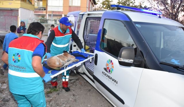 Küçük Dostlar Ambulansı ile 8 bin 753 can kurtarıldı