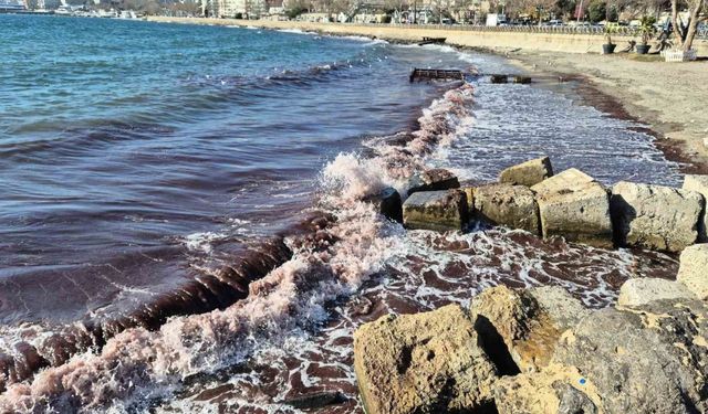 Marmara Denizi’nde kızıl yosun akıntısı sürüyor