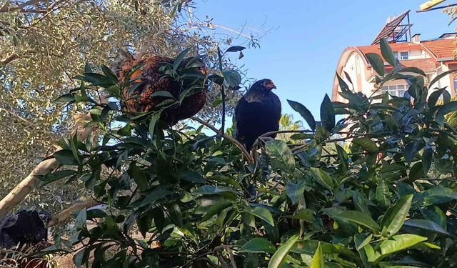 Sel felaketi sonrası kümese girmeye korkan tavuklar ağaçta uyumaya başladı