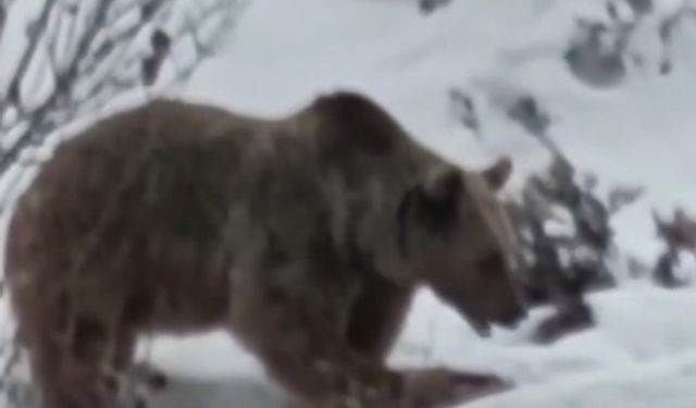 Tunceli’de ayı kış uykusu öncesi karnını doyururken görüntülendi