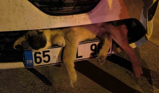 Van’da otomobilin çarptığı köpek tampona sıkıştı