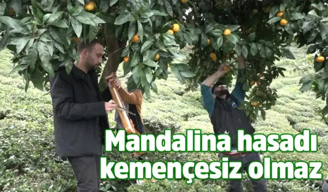 Mandalinayı kemençe eşliğinde hasat ettiler