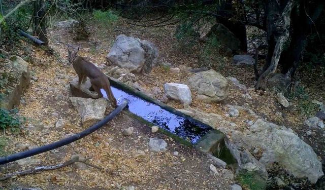 Nesli tükenme tehlikesi altındaki karakulaklar fotokapan ile görüntülendi