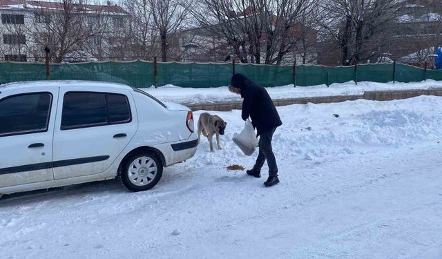 Zorlu kış şartlarında sokak sokak gezerek hayvanları besliyor