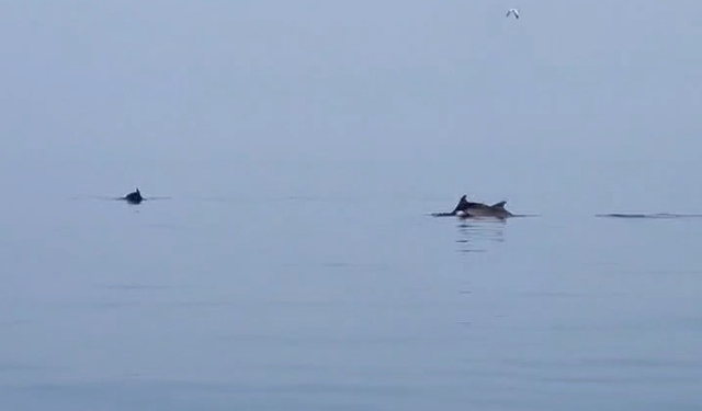 Yalova Esenköy açıklarındaki yunuslar görsel şölen sundu