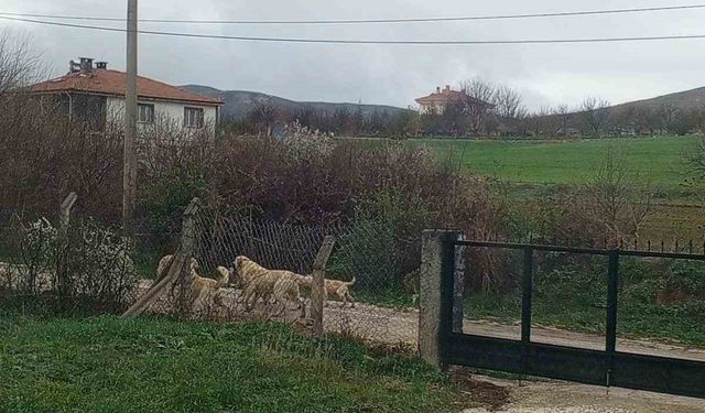 Akpınar halkı başıboş köpeklerden tedirgin