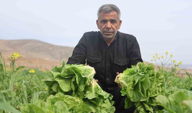Amik Ovası’nda yaşanan kuraklık marul hasadında verimi olumsuz etkiledi