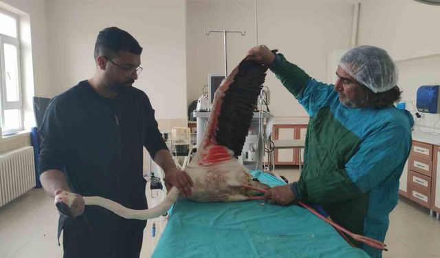 Bitlis’te yaralı bulunan flamingo Van’da tedavi altına alındı