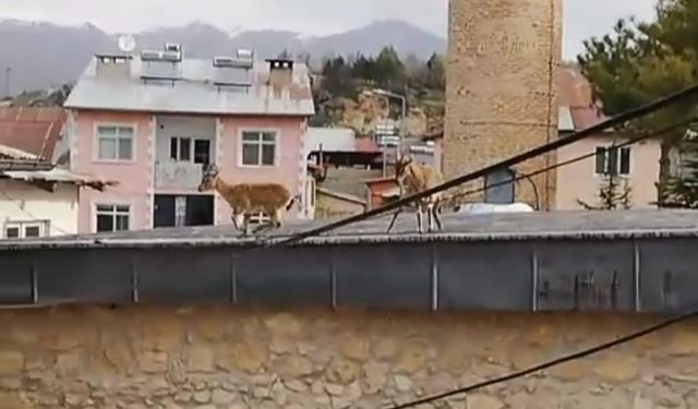 Dağ Keçileri evlerin ve tarihi caminin çatısına çıktı