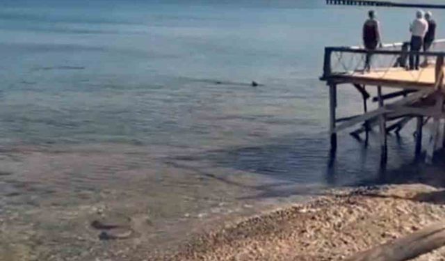 Datça’da kıyıya yakın bölgede iki köpek balığı görüldü