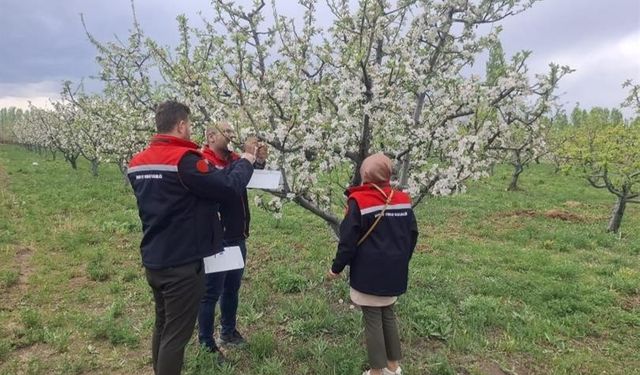 Iğdır’da meyve ağaçları kurulan tuzaklarla korunuyor