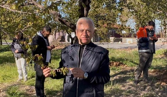 Özköse, zirai donun vurduğu kayısı bahçesinde incelemelerde bulundu