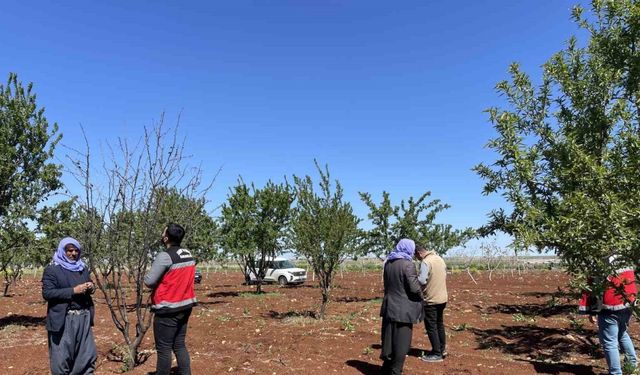 Şanlıurfa’da zirai donun etkili olduğu badem bahçeleri incelendi
