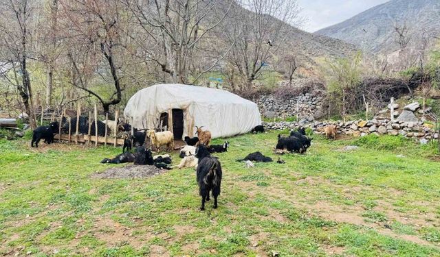 Şırnak’ta sokak köpekleri ağıla girdi, 18 keçi telef oldu