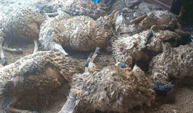 Tunceli’de izdiham oluşan ağılda 11 koyun telef oldu