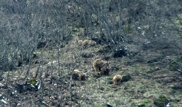 Tunceli’de kış uykusundan uyanan ayılar yiyecek ararken görüntülendi