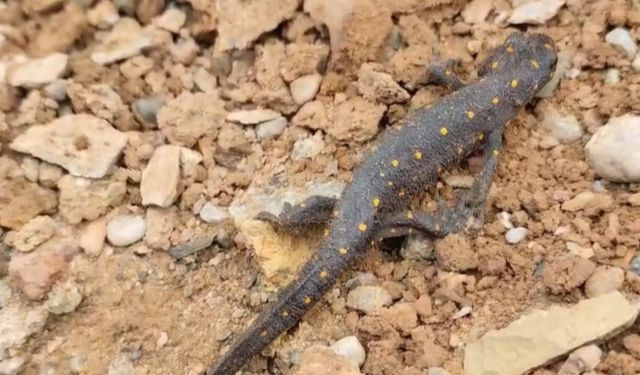 Türkiye’de ilk defa Tunceli’de görülmüştü: Tekrar ortaya çıktı