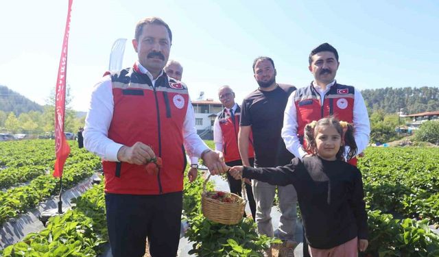 Ünü ülke sınırlarını aşan Yayladağı çileğinde bereketli hasat