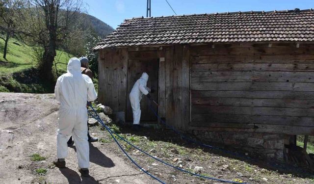 Çiftçinin korkulu rüyası kahverengi kokarca böceğine ilaçlı önlem
