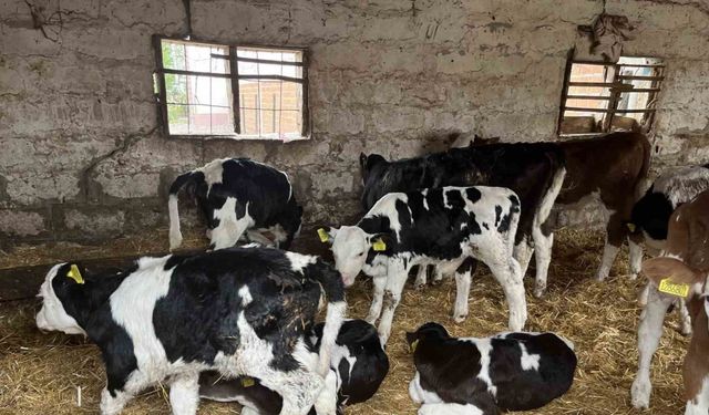 Devlet desteğiyle gelen başarı: 5 büyükbaş hayvanı 7 yılda 86’ya çıkardı