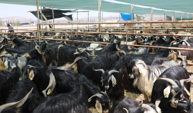 Elazığ’da kurban kesim alanları açıklandı