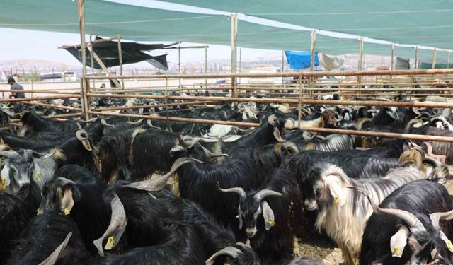 Elazığ’da kurban satış ve kesim alanı belirlendi