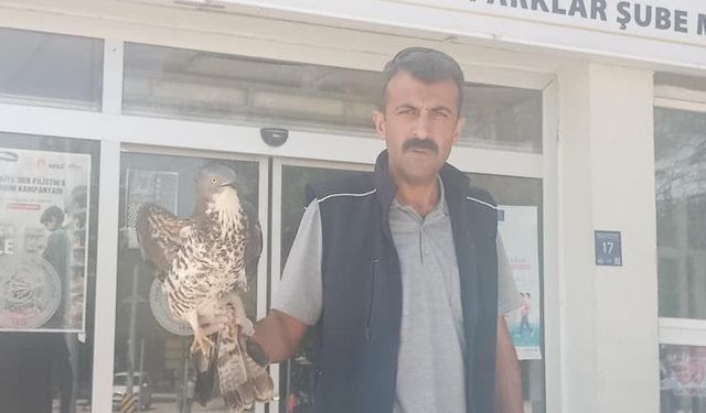 Elazığ’da yaralı şahin tedavi altına alındı