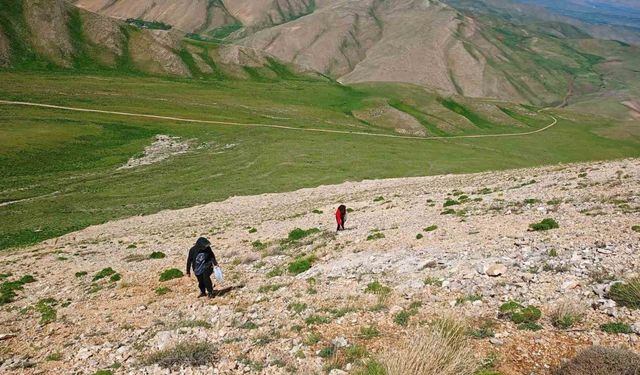 Uzmanlardan heliz otu ve mantar zehirlenmesi uyarısı