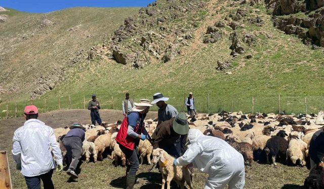 Yüksekova’da şap hastalığına karşı aşılama çalışması