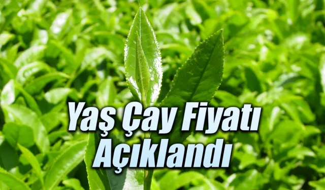 2025 yılı Yaş Çay fiyatı açıklandı