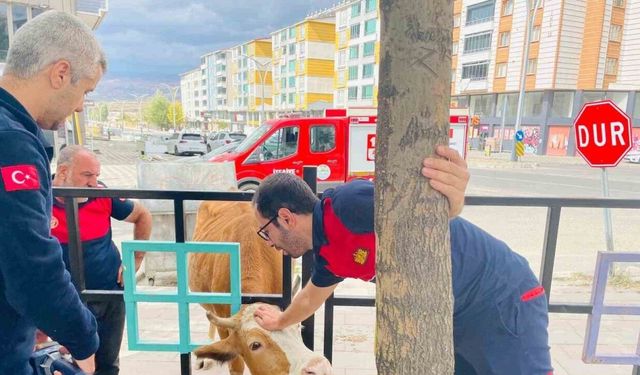 Bingöl’de demir korkuluklara sıkışan inek kurtarıldı