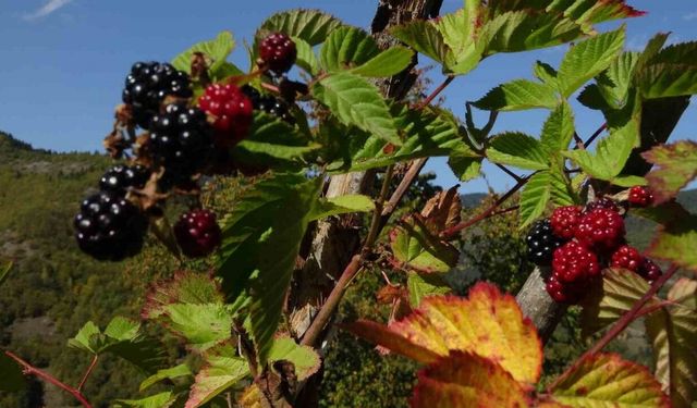 Doğanın şifasını organik üretimle buluşturdu
