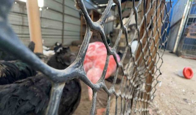 Gazze’de bir çadır, hayvanat bahçesinin kalan canlarına sığınak oldu