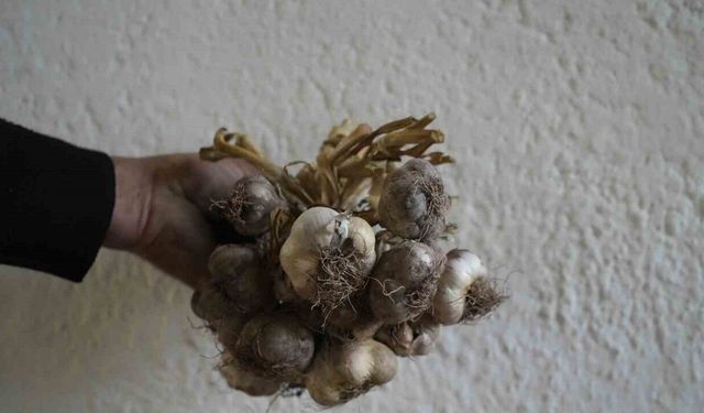 Gümüşhane’de ata tohumu "siyah sarımsak" tescil yolunda