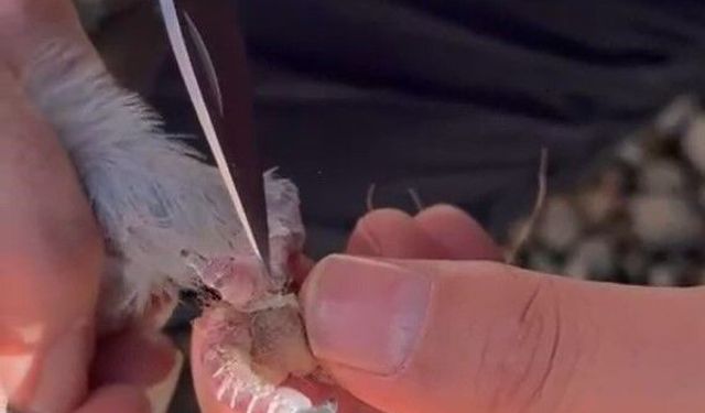 Gümüşhane’de itfaiye ekipleri ayakları ipe dolanan güvercin için seferber oldu