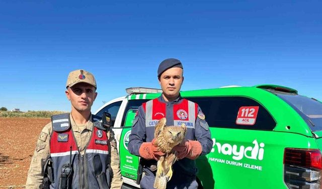 Yaralı Kızıl Şahin koruma altına alındı