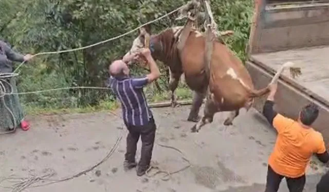 İneği vinçle düştüğü yamaçtan kurtardılar