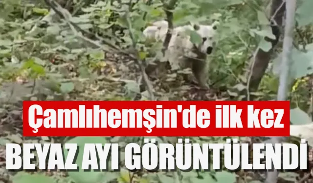 Çamlıhemşin’de ilk kez beyaz ayı görüntülendi