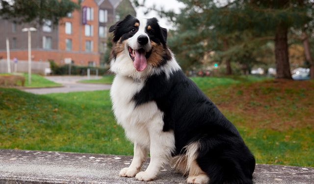 Border Collie Köpeği Özellikleri, Bakımı ve Beslenmesi