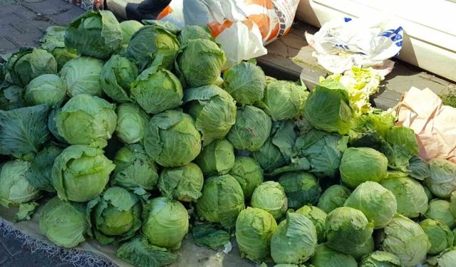 Alucra’da lahana hırsızlığı alarmı